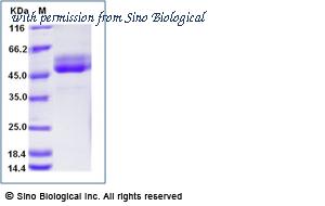 Sino Biological 90890-C02H image 1