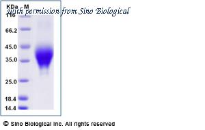 Sino Biological 90311-C08H image 1