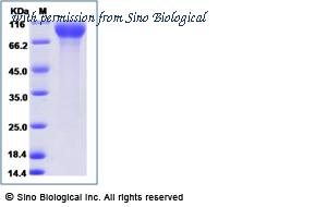 Sino Biological 90285-C08H image 1