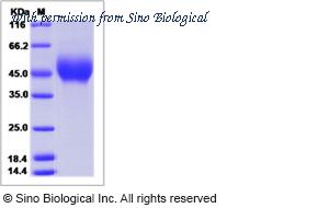 Sino Biological 90268-C08H image 1