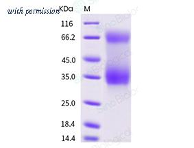 Sino Biological 70109-D08H image 1