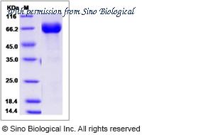 Sino Biological 90251-C02H image 1