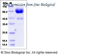 Sino Biological 90268-C02H image 1