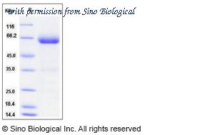 Sino Biological 50804-M02H image 1