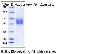 Sino Biological 50804-M08H image 1
