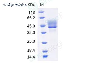 Sino Biological CT032-C0323H4 image 1