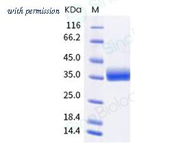 Sino Biological 40592-V08H130 image 1