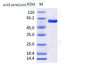 Sino Biological 40863-V08B image 1