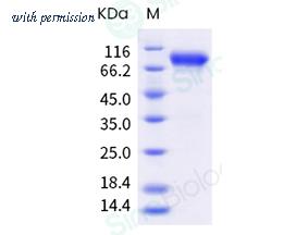 Sino Biological 40868-V08H image 1
