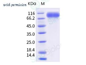 Sino Biological 11233-V08H-B image 1