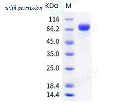 Sino Biological 40862-V08B image 1