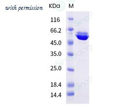 Sino Biological 40858-V08B image 1