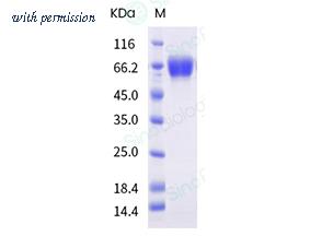 Sino Biological 40859-V08B image 1
