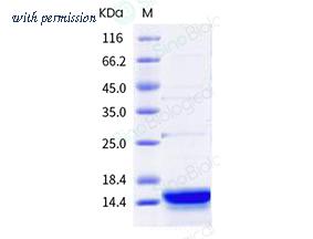 Sino Biological 13142-HNCE image 1