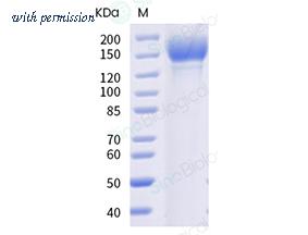 Sino Biological 40589-V08H27 image 1