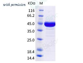 Sino Biological 40588-V07E35 image 1