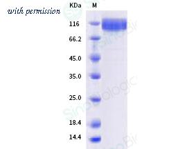 Sino Biological 40591-V08H43 image 1