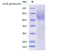 Sino Biological 40829-V08H image 1