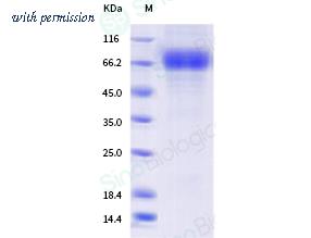 Sino Biological 40847-V07H image 1