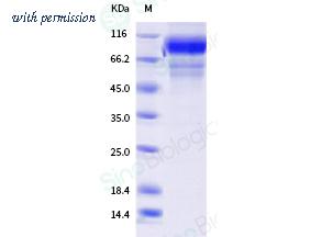 Sino Biological 40848-V08H image 1