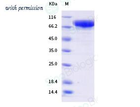 Sino Biological 40850-V08H image 1
