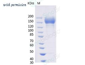 Sino Biological 40589-V08H14 image 1