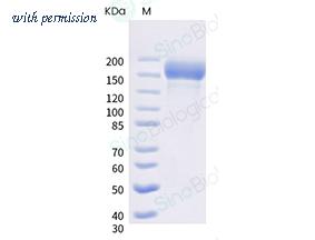 Sino Biological 40589-V08H15 image 1