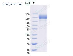 Sino Biological 40589-V08H16 image 1