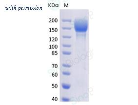 Sino Biological 40589-V08H23 image 1