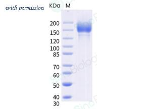 Sino Biological 40589-V08H24 image 1