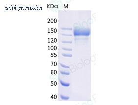 Sino Biological 40589-V08H25 image 1