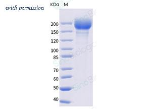 Sino Biological 40589-V49H-B image 1