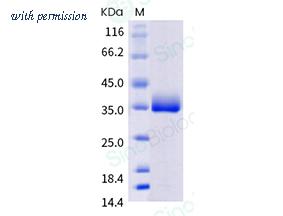 Sino Biological 40592-V08H126 image 1