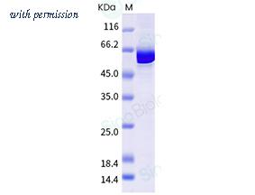 Sino Biological 40854-V08B image 1