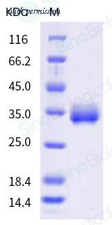 Sino Biological 40592-V08H125 image 1