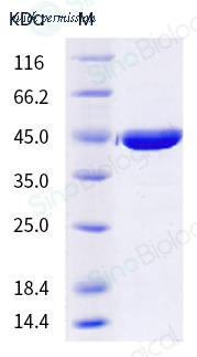 Sino Biological 40821-V08E image 1