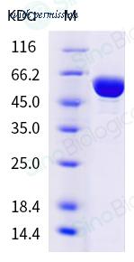 Sino Biological 40851-V08B image 1