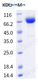 Sino Biological 40852-V08B image 1
