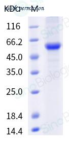 Sino Biological 40853-V08B image 1