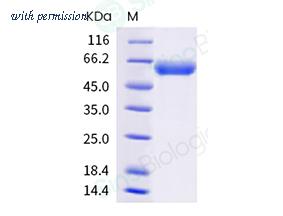 Sino Biological 40150-V05H-B image 1