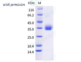 Sino Biological 40592-V08H122 image 1