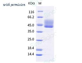 Sino Biological CT032-C0323H2 image 1