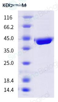 Sino Biological 40822-V07E image 1