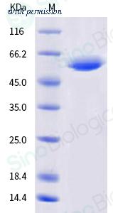 Sino Biological 40592-V05H3 image 1