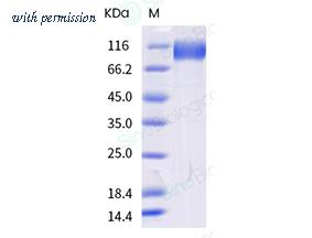 Sino Biological 40591-V08H40 image 1
