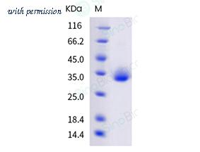 Sino Biological 40592-V08H120 image 1