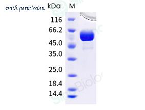 Sino Biological 30072-H02H image 1