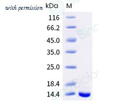 Sino Biological 40533-V08B image 1