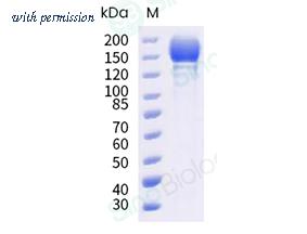 Sino Biological 40589-V08H34 image 1