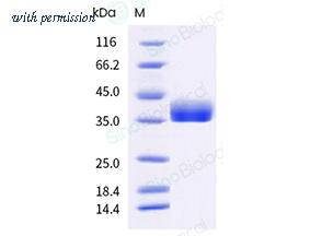 Sino Biological 40592-V08H132-B image 1